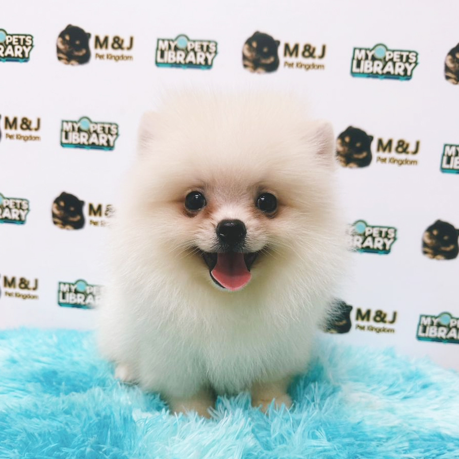 Pomeranian Puppy (Male) For Sale