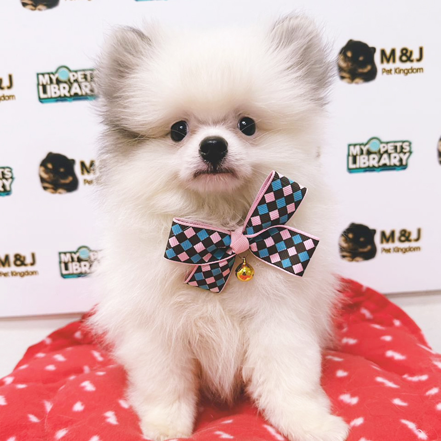 Pomeranian Puppy (Male) For Sale