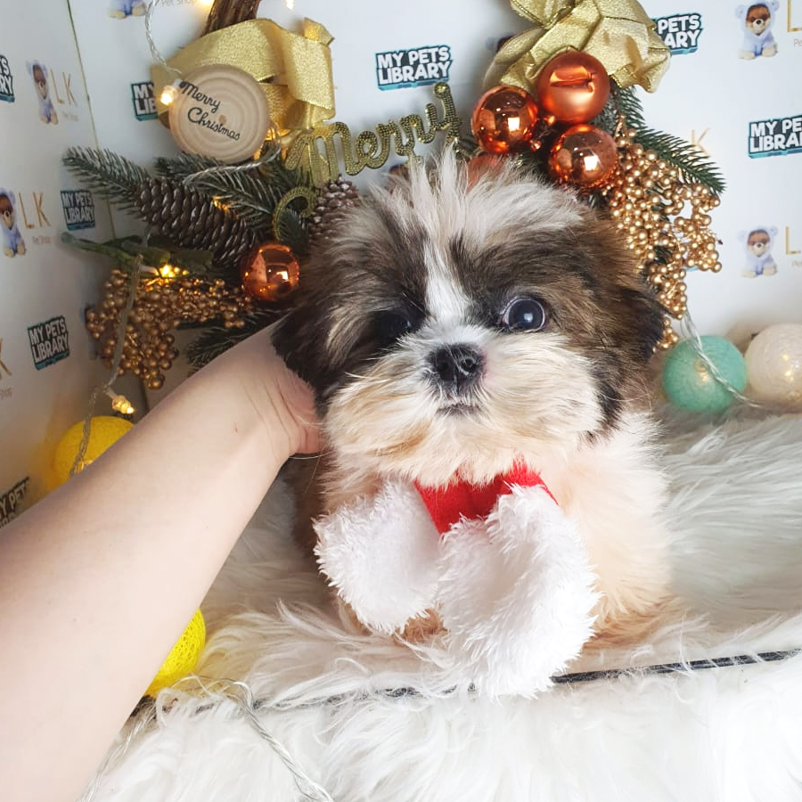 Shih Tzu Puppy (Male) For Sale