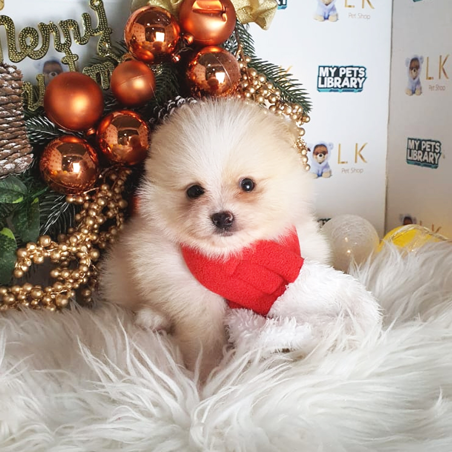 Pomeranian Puppy (Male) For Sale
