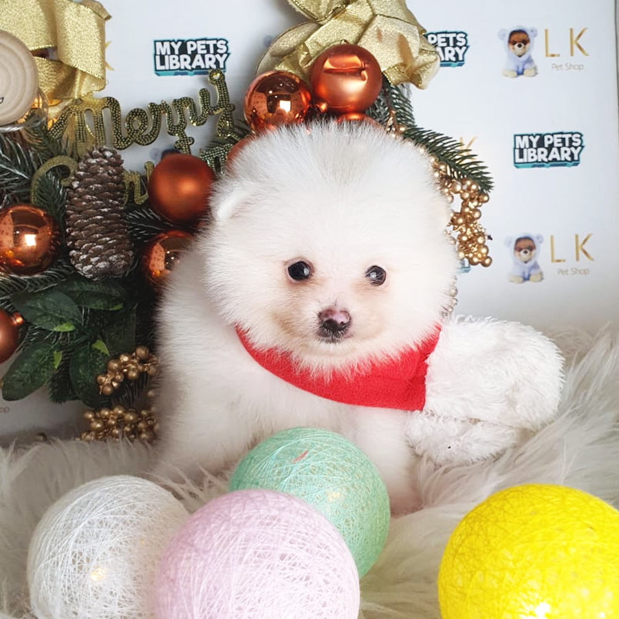 Pomeranian Puppy (Male) For Sale