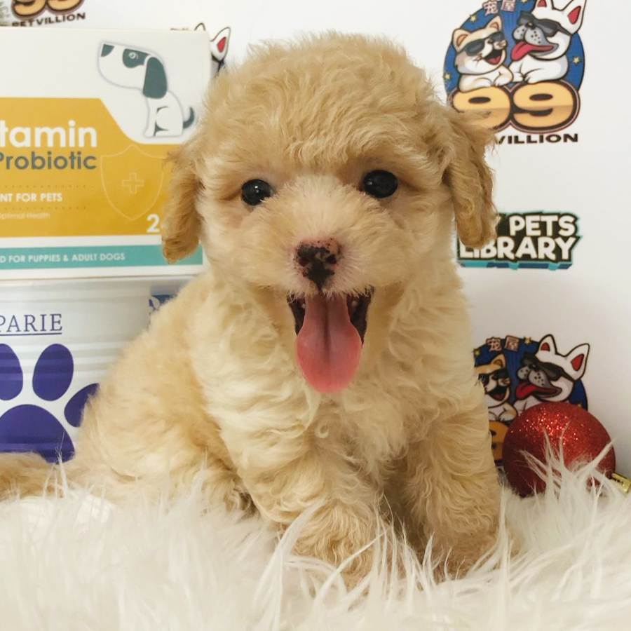 Maltipoo Puppy (Male) For Sale