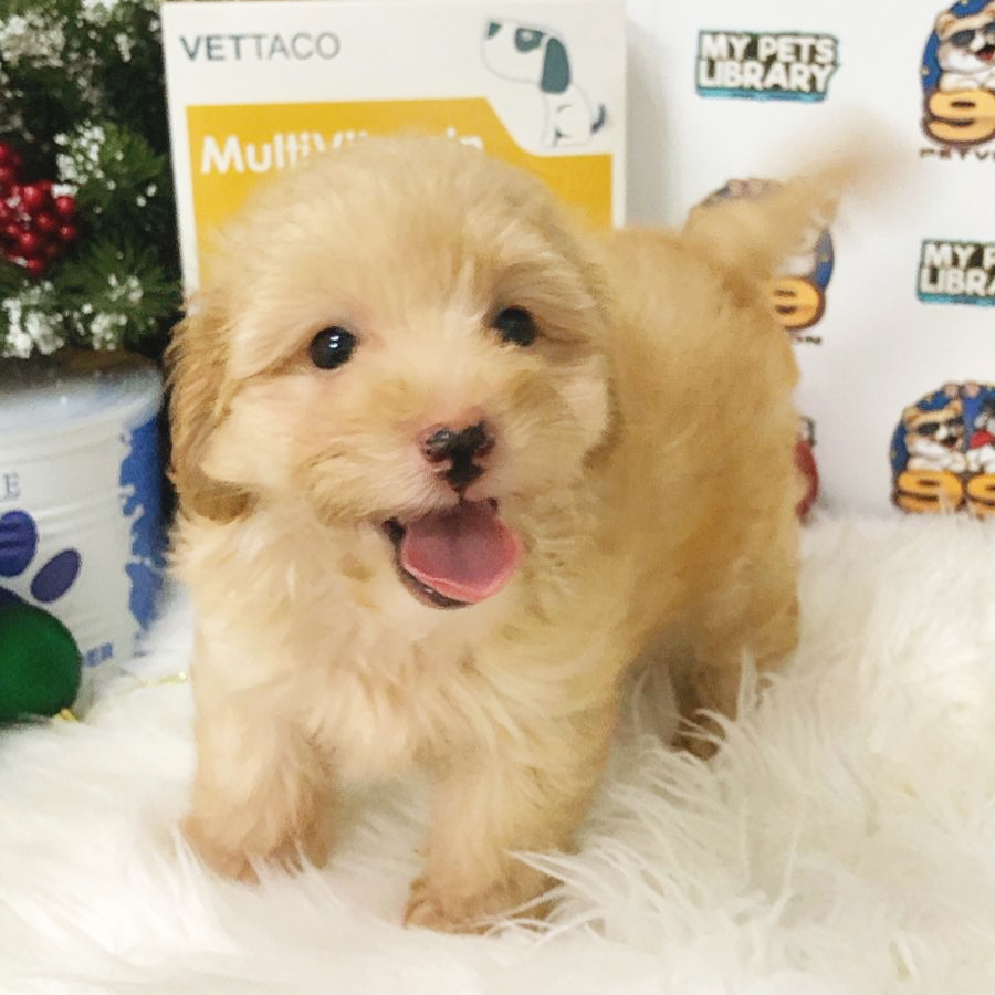 Maltipoo Puppy (Female) For Sale