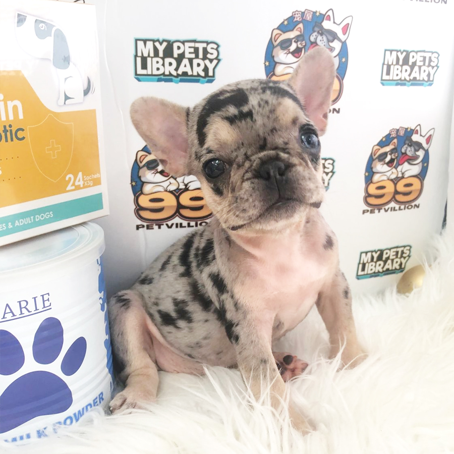 French Bulldog Puppy (Female) For Sale