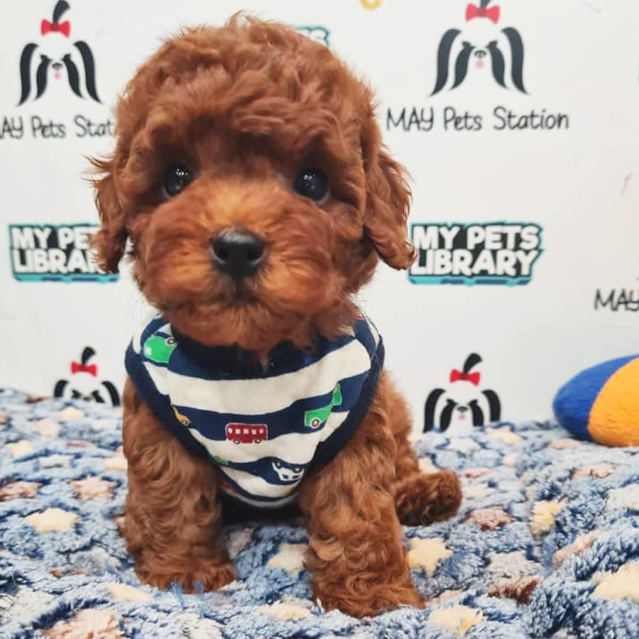 Toy Poodle Puppy (Male) For Sale
