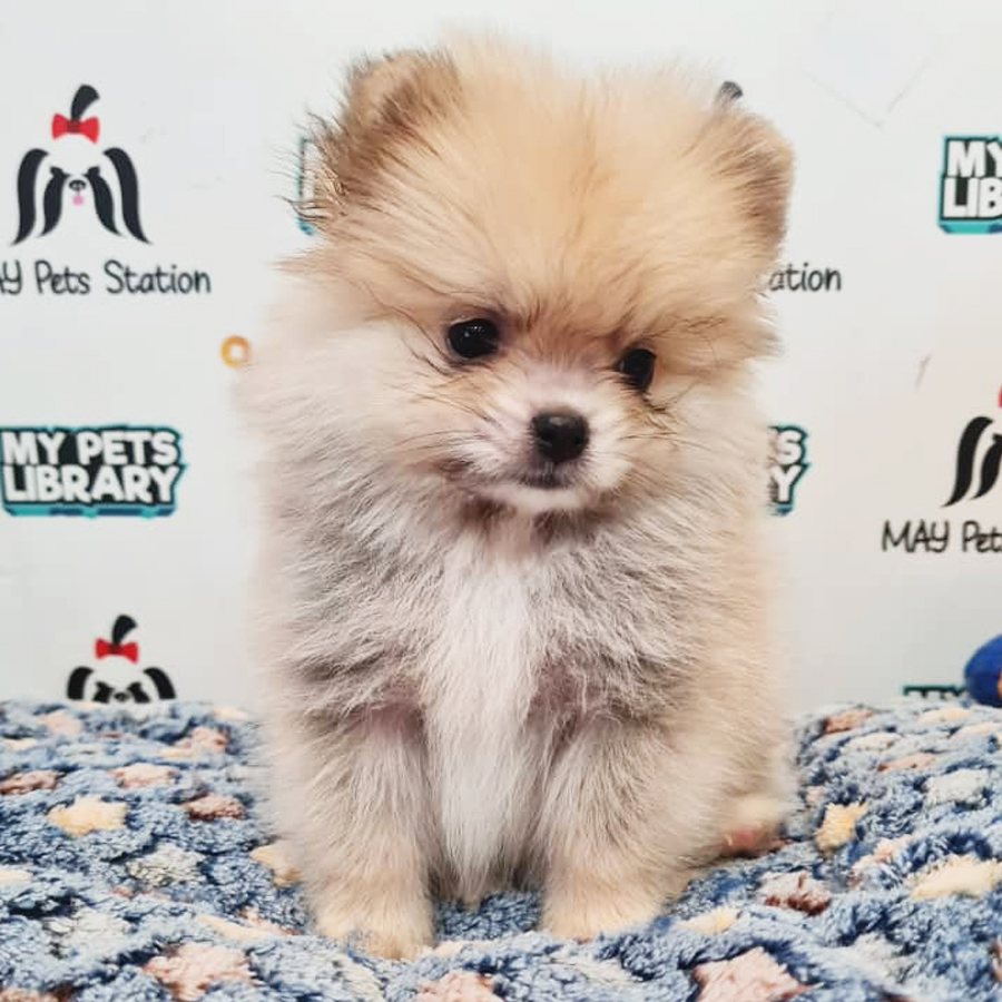 Pomeranian Puppy (Male) For Sale