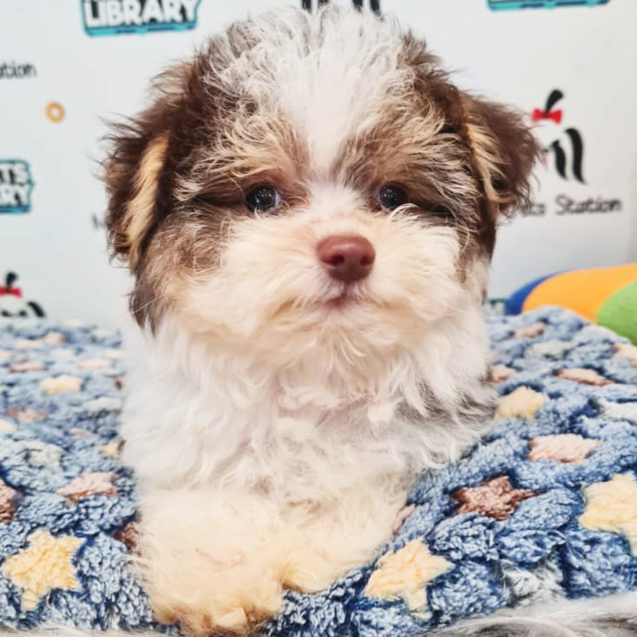 Maltipoo Puppy (Male) For Sale