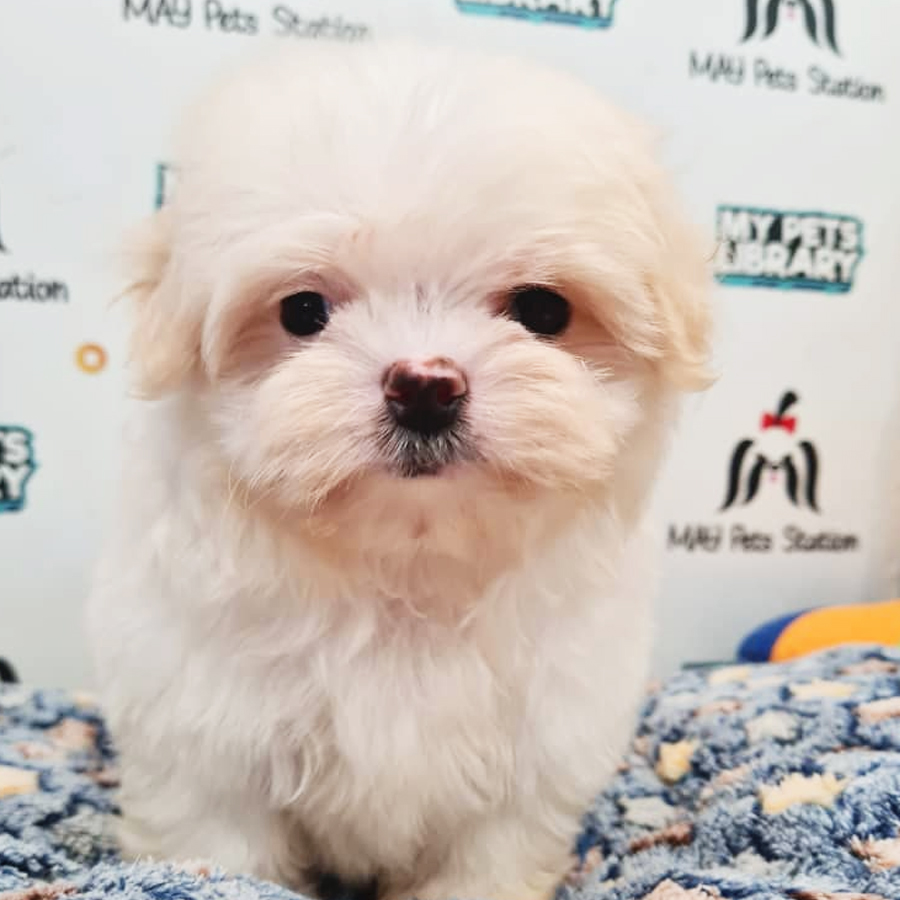 Tiny Maltese Puppy (Male) For Sale