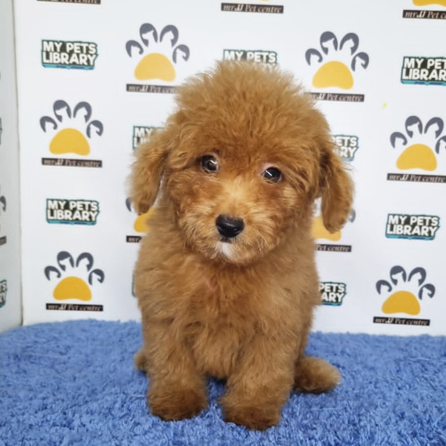 Toy Poodle Puppy (Male) For Sale