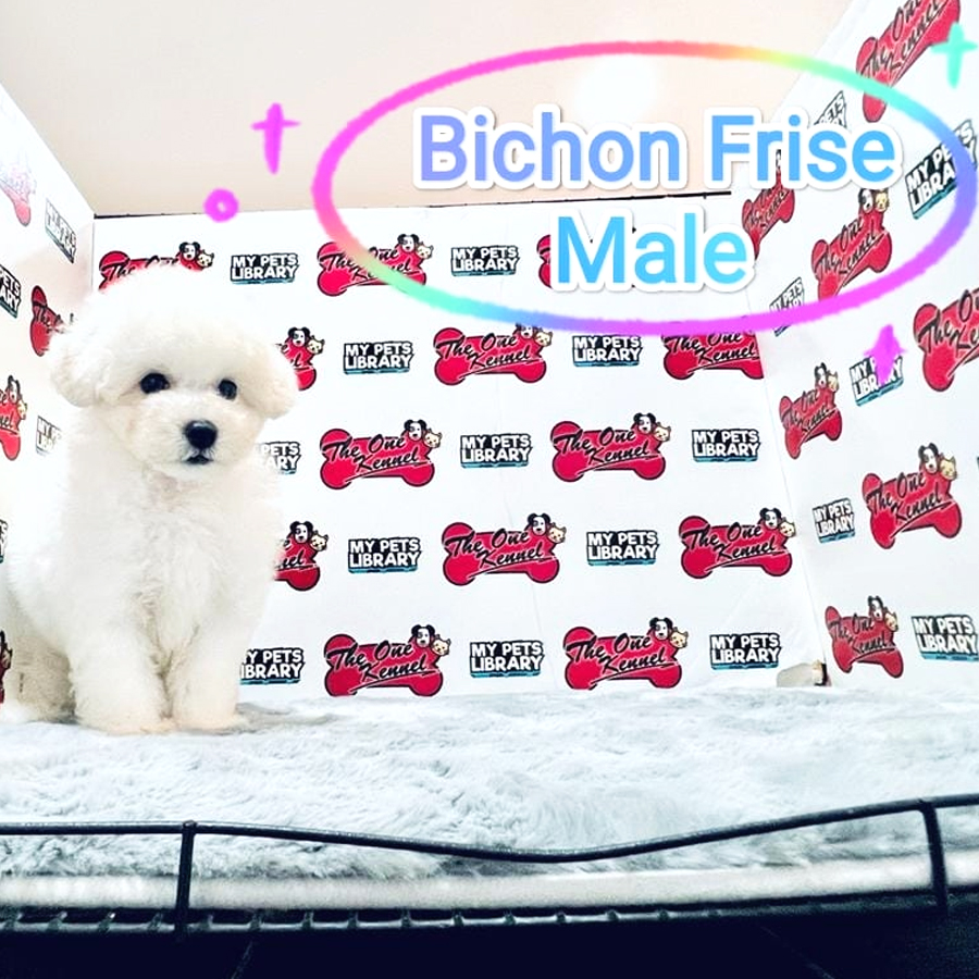 MKA Bichon Frise Puppy (Male) For Sale