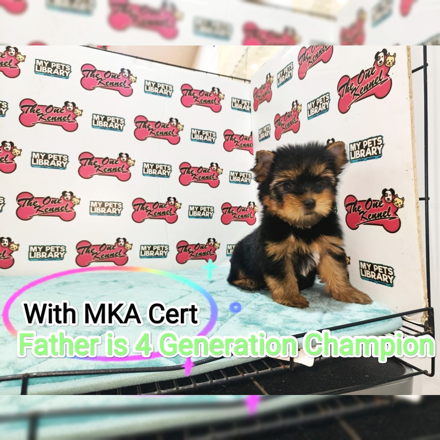 MKA Yorkshire Terrier Puppy (Male) For Sale