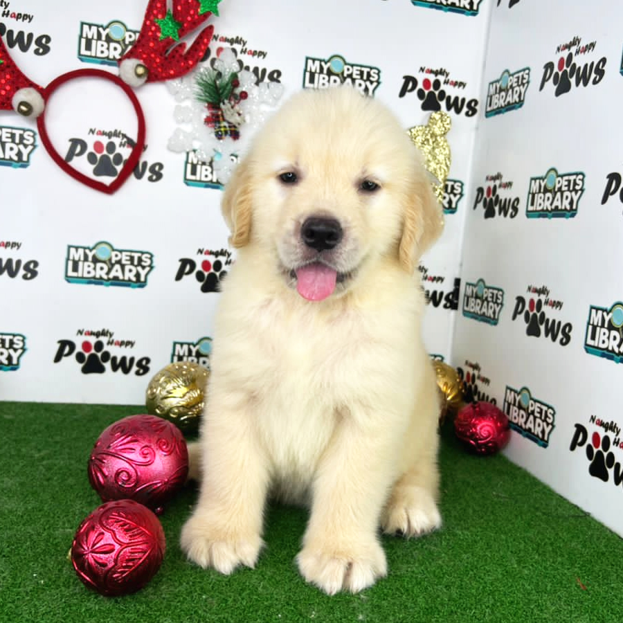 Golden Retriever Puppy (Male) For Sale