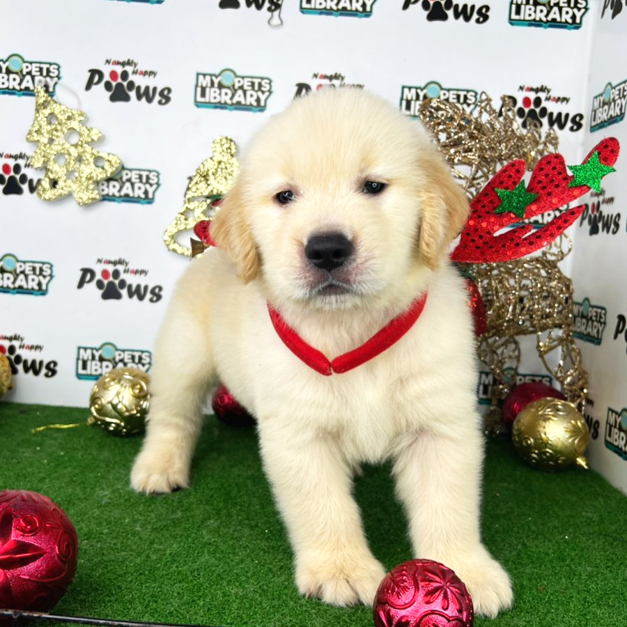 Golden Retriever Puppy (Male) For Sale