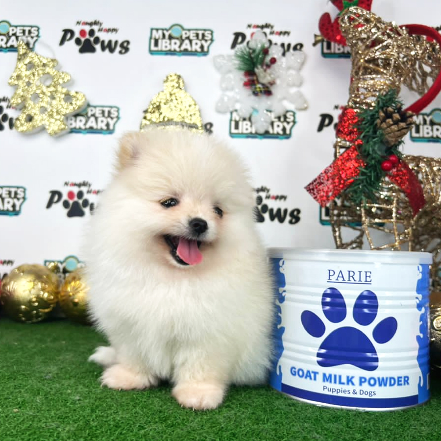Pomeranian Puppy (Female) For Sale