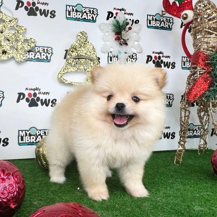 Pomeranian Puppy (Female) For Sale