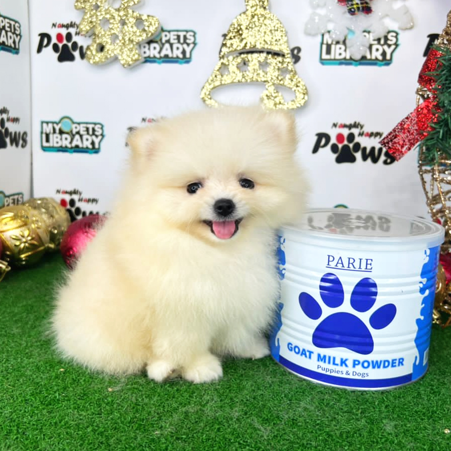 Pomeranian Puppy (Female) For Sale