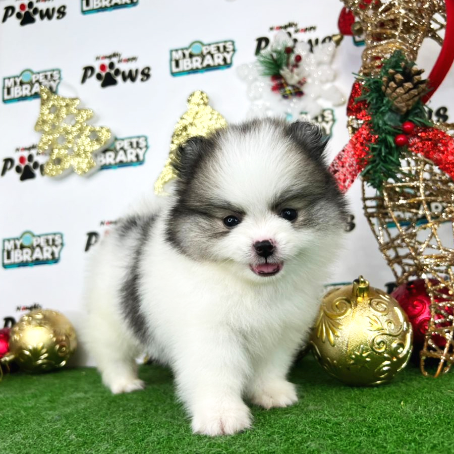 Pomeranian Puppy (Female) For Sale
