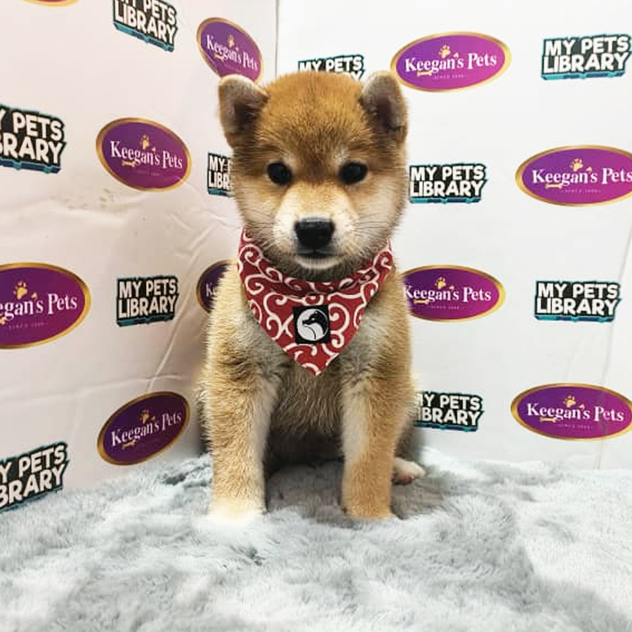 MKA Shiba Inu Puppy (Male) For Sale