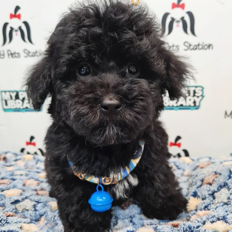 Toy Poodle Puppy (Male) For Sale