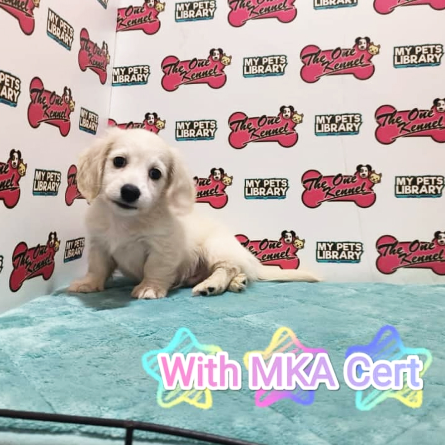 MKA Miniature Dachshund Puppy (Male) For Sale