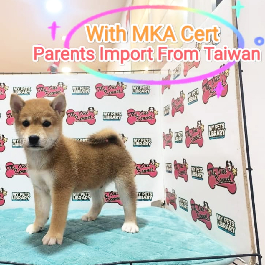 MKA Shiba Inu Puppy (Male) For Sale