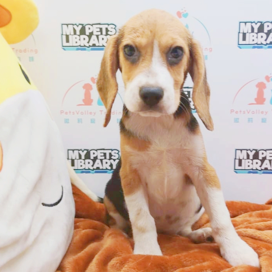 Beagle Puppy (Female) For Sale