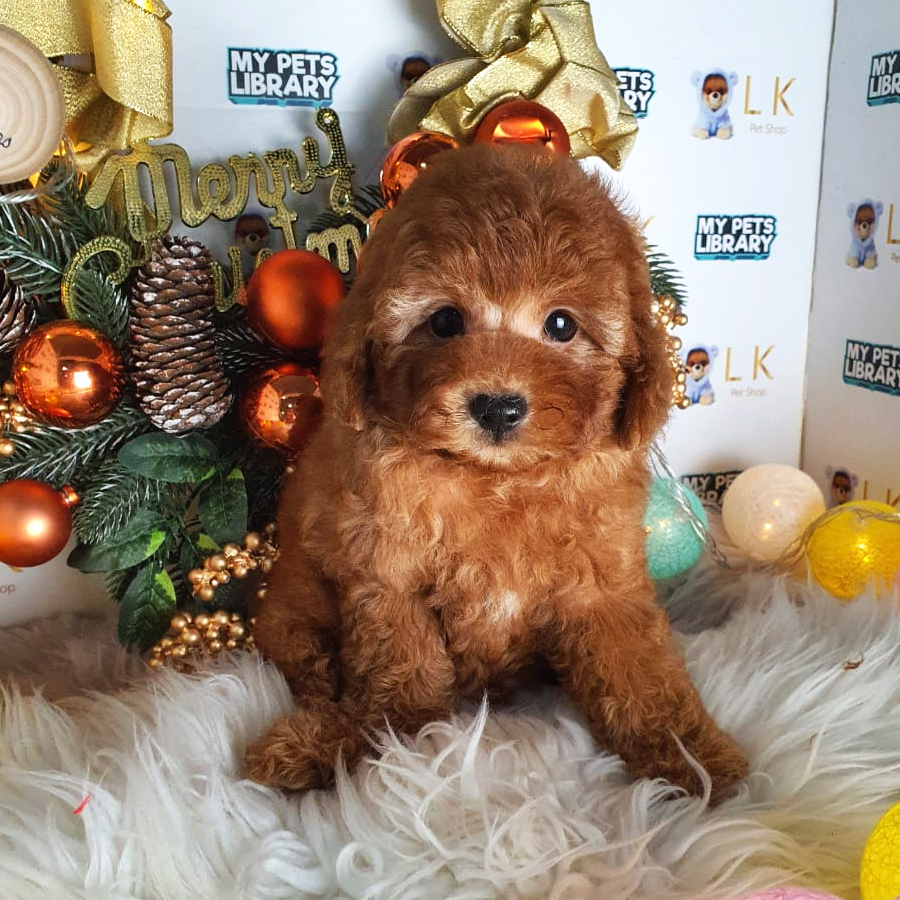 Maltipoo Puppy (Male) For Sale