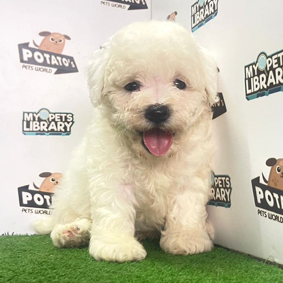 Bichon Frise Puppy (Male) For Sale