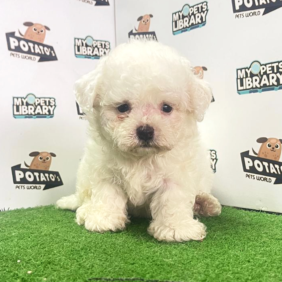Bichon Frise Puppy (Male) For Sale