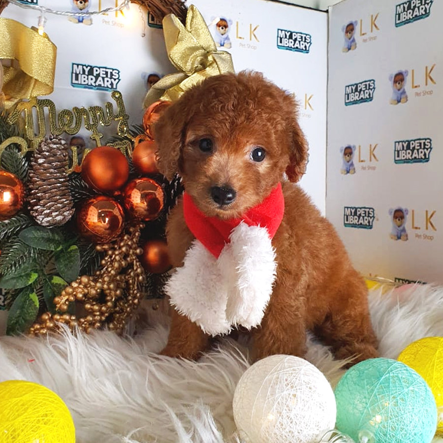 Toy Poodle Puppy (Male) For Sale