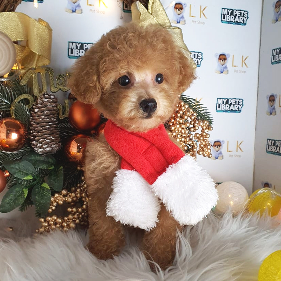 Toy Poodle Puppy (Female) For Sale