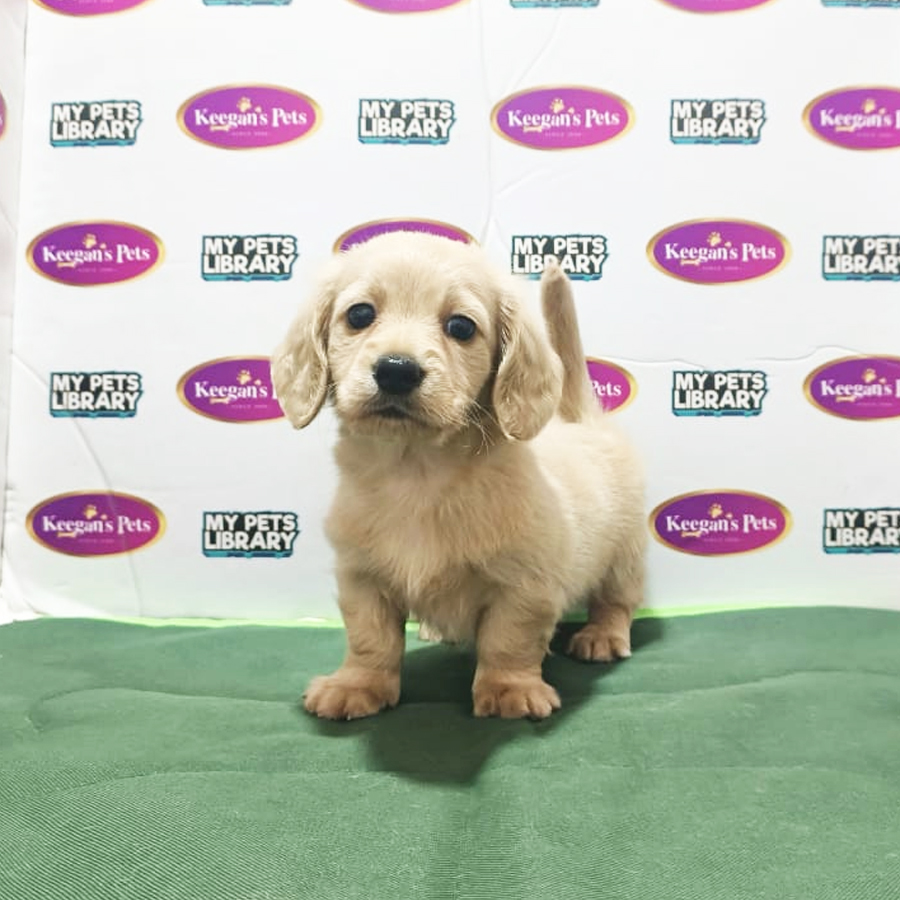 MKA Longhair Miniature Dachshund Puppy (Male) For Sale