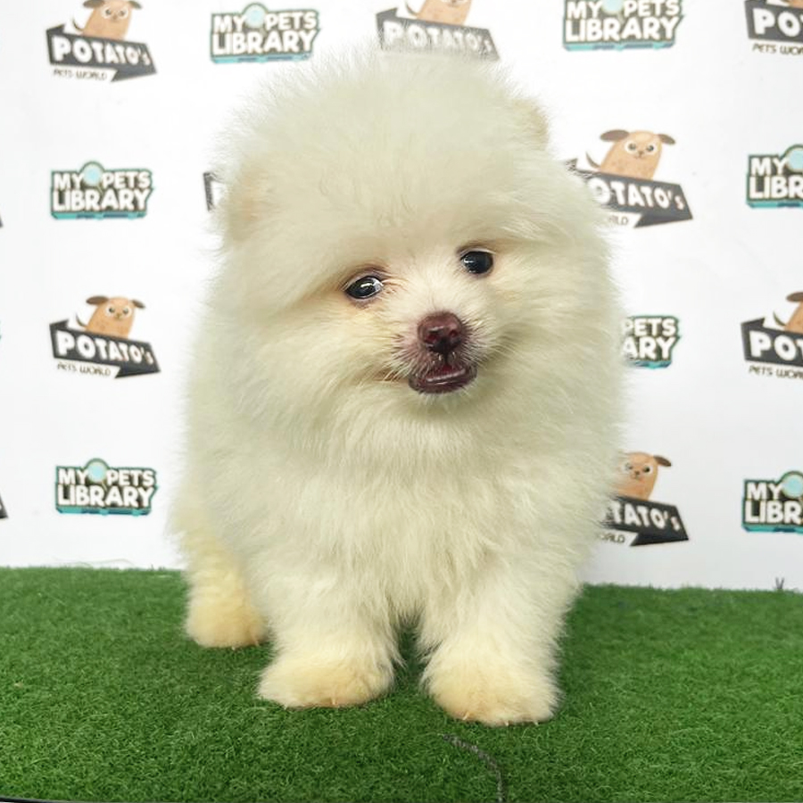 Pomeranian Puppy (Male) For Sale
