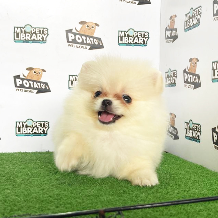 Pomeranian Puppy (Female) For Sale