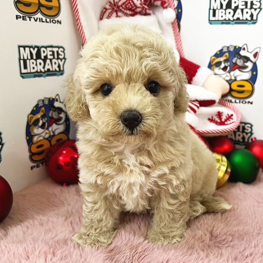Toy Poodle Puppy (Female) For Sale