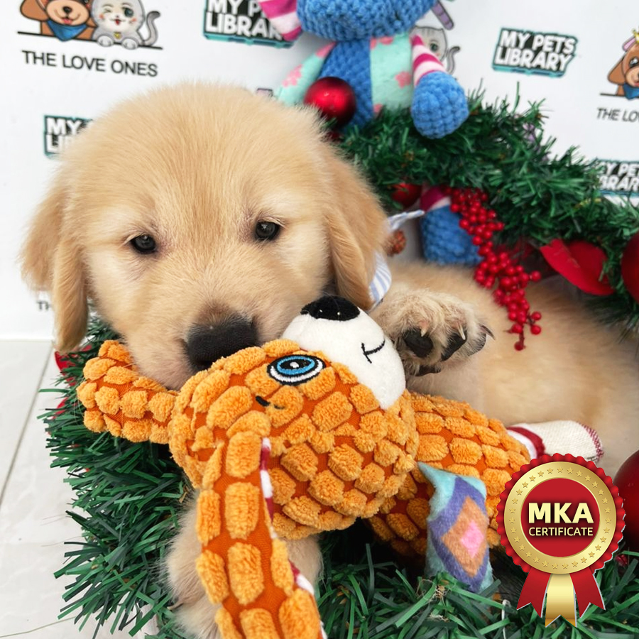 MKA Golden Retriever Puppy (Male) For Sale