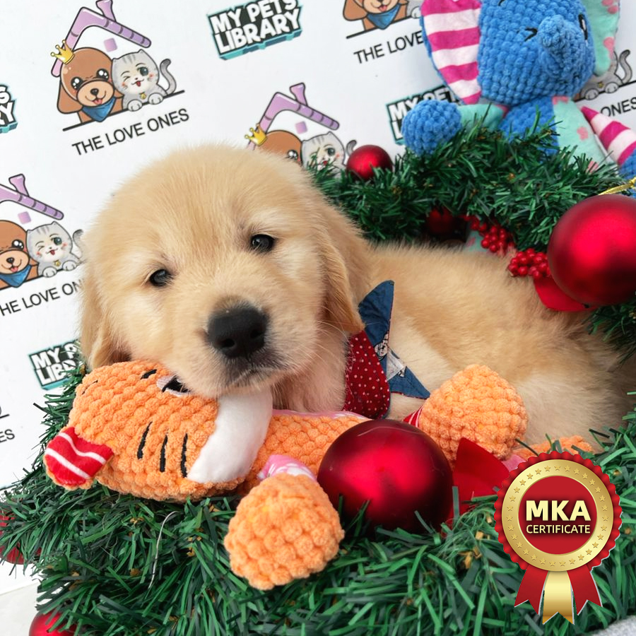 MKA Golden Retriever Puppy (Female) For Sale