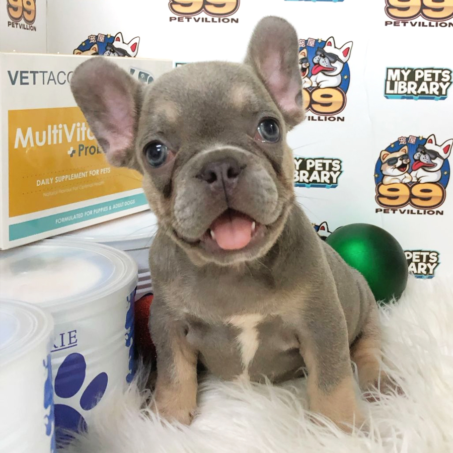 French Bulldog Puppy (Female) For Sale