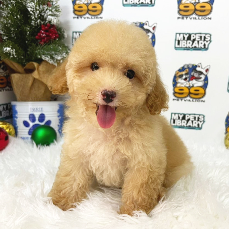 Toy Poodle Puppy (Male) For Sale
