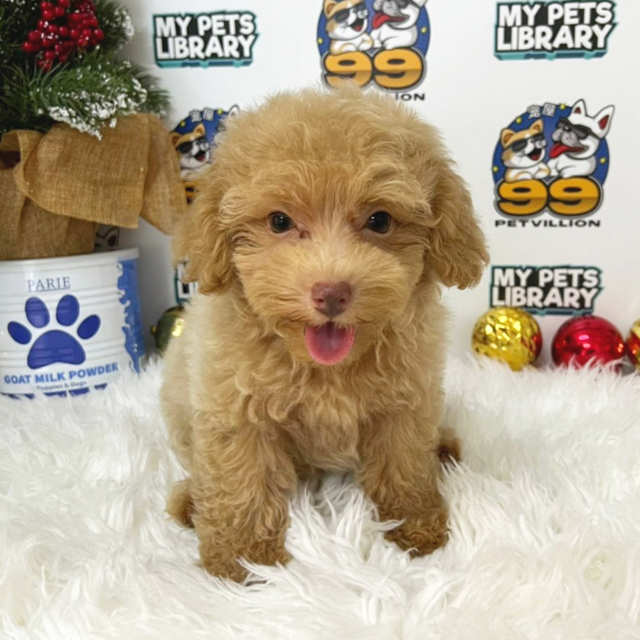 Toy Poodle Puppy (Male) For Sale