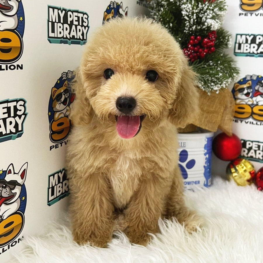 Miniature Poodle Puppy (Female) For Sale