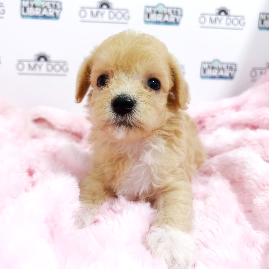 Toy Poodle Puppy (Male) For Sale