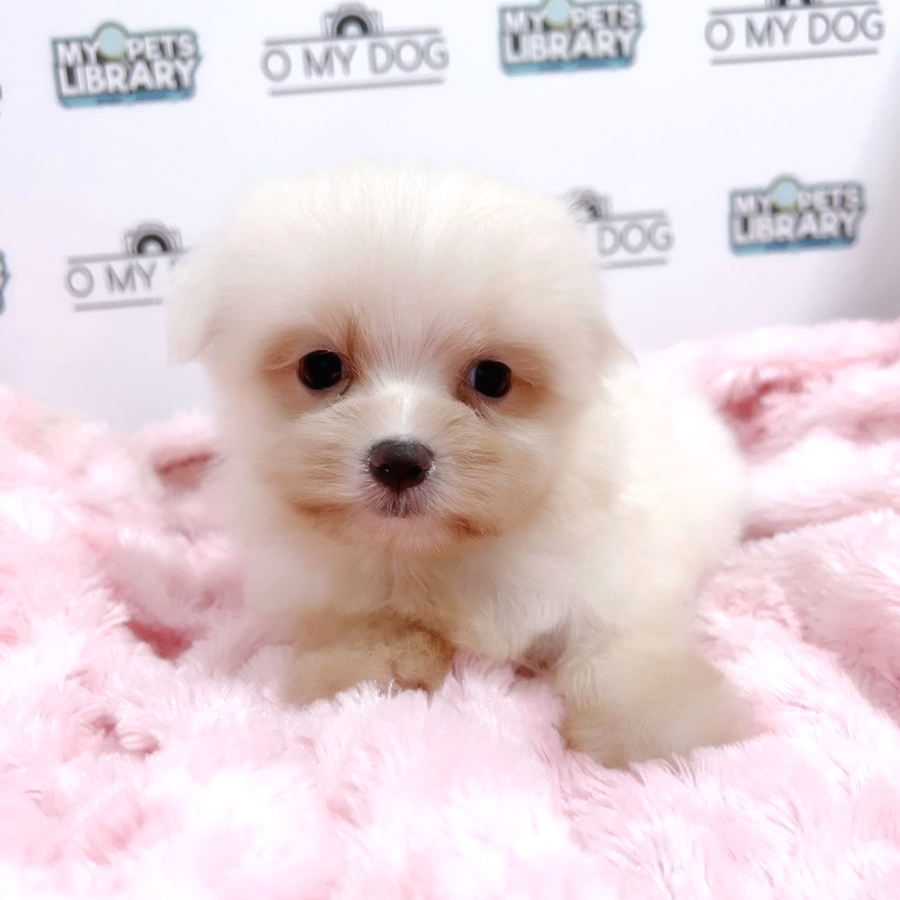 Tiny Maltese Puppy (Male) For Sale