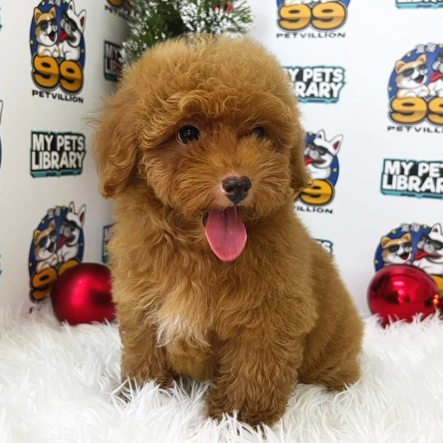 Toy Poodle Puppy (Male) For Sale