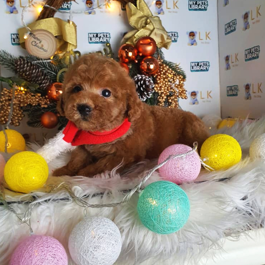 Toy Poodle Puppy (Male) For Sale