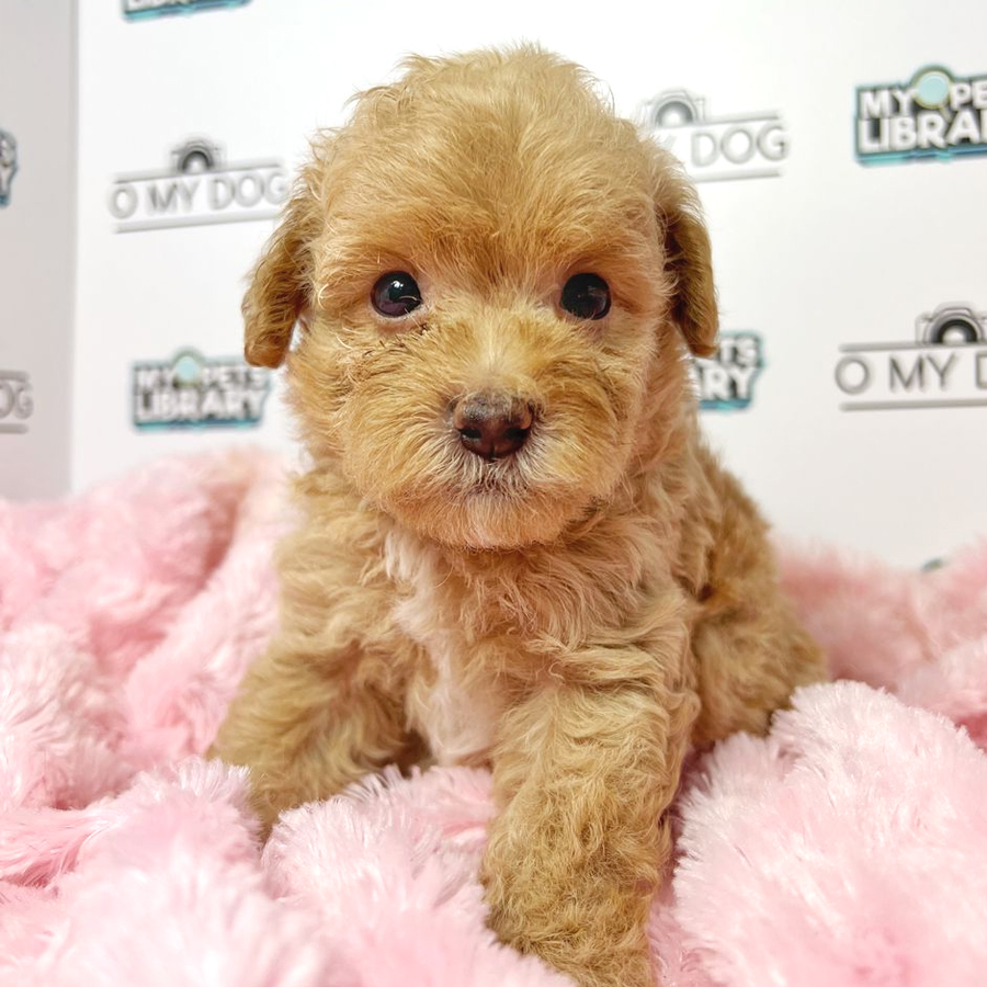 Toy Poodle Puppy (Female) For Sale