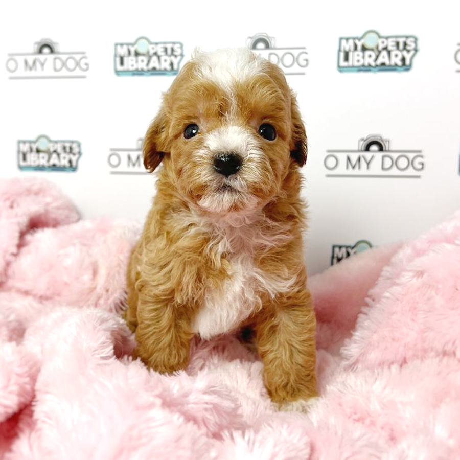 Toy Poodle Puppy (Male) For Sale