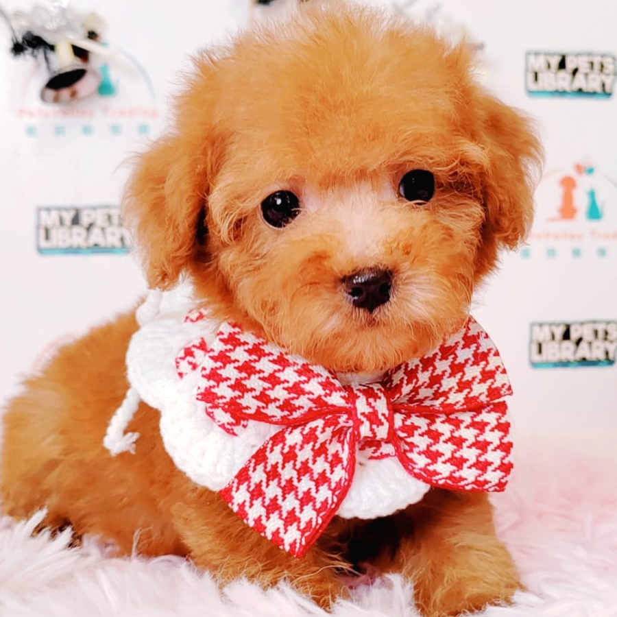 Toy Poodle Puppy (Male) For Sale