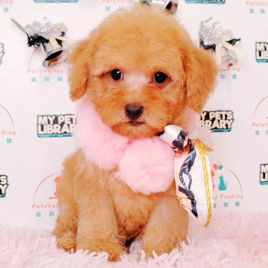 Toy Poodle Puppy (Male) For Sale