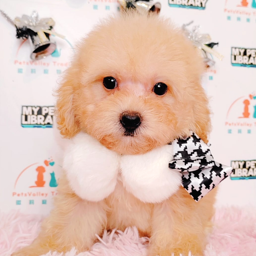 Toy Poodle Puppy (Female) For Sale